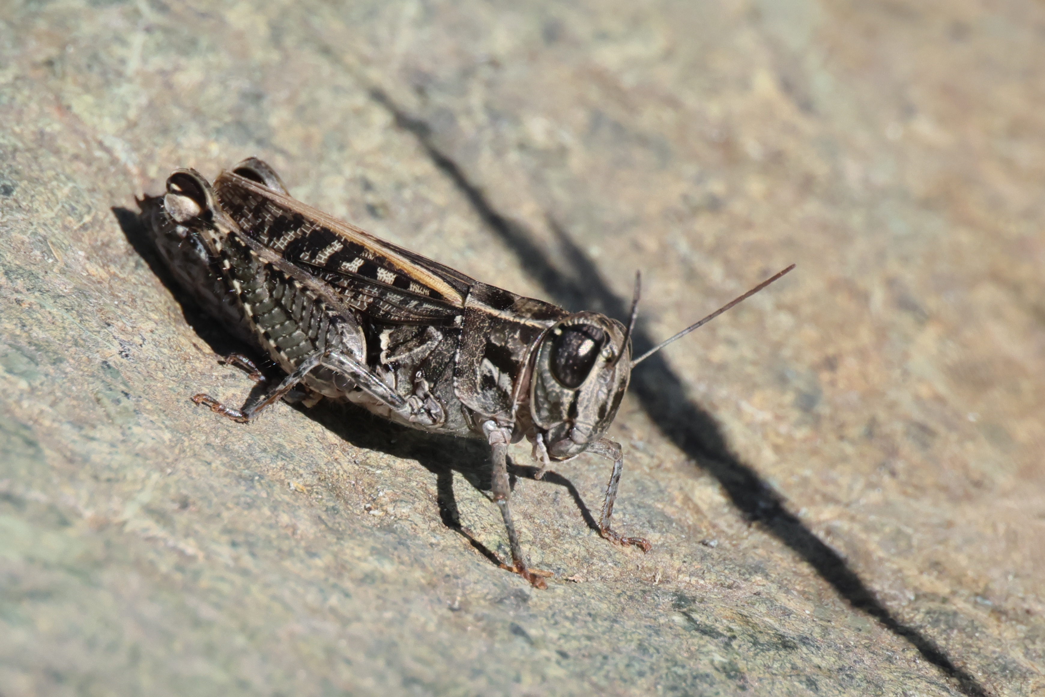 Insekten die ich beobachtet habe - bisher 151 verschieden Arten.