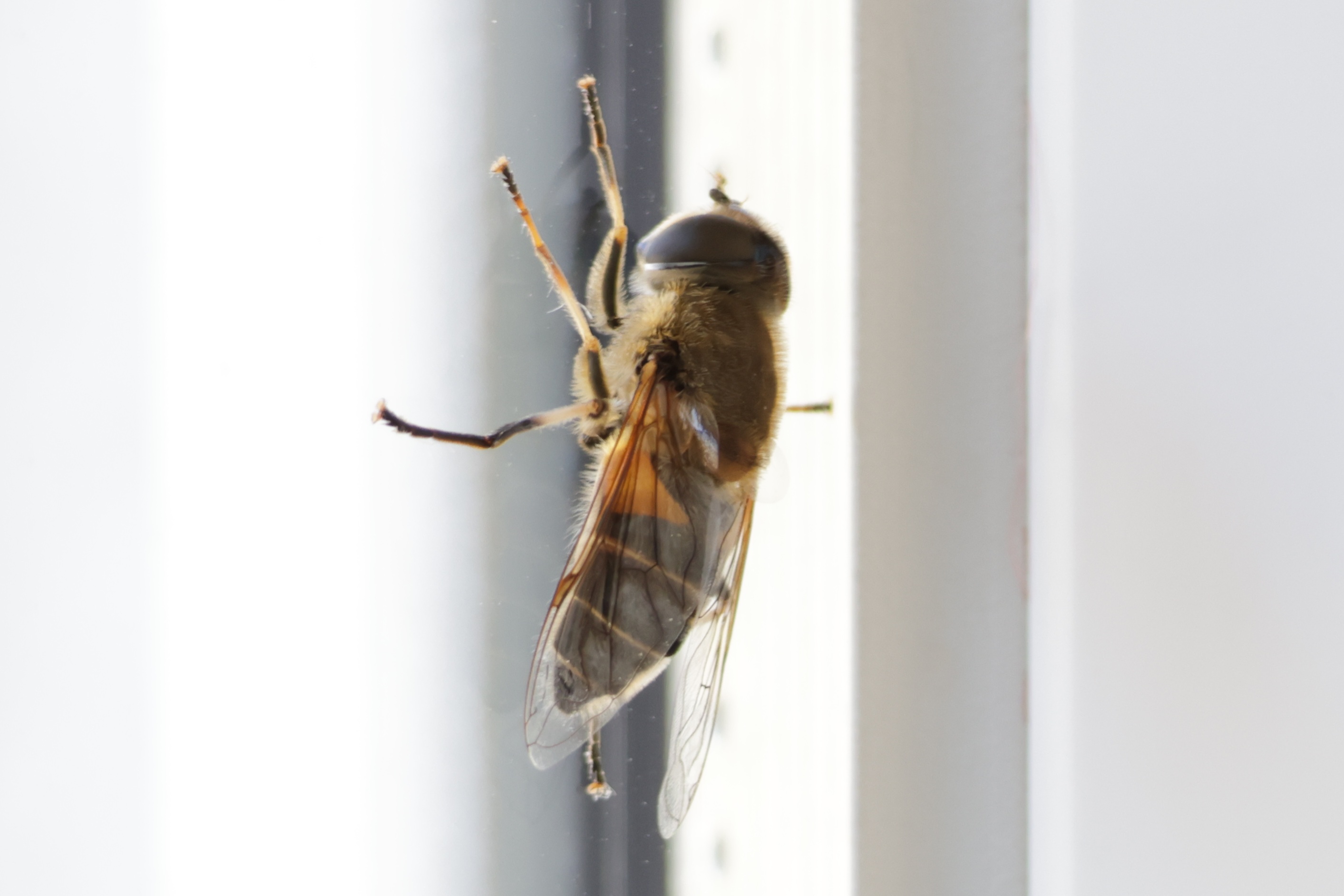 Overview of insects seen at home or while traveling